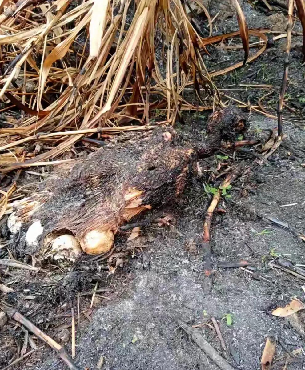 一场山火过后，村民们发现一只烧死的野鸡身子下面有几个野鸡蛋。
试想，野鸡遇见大火