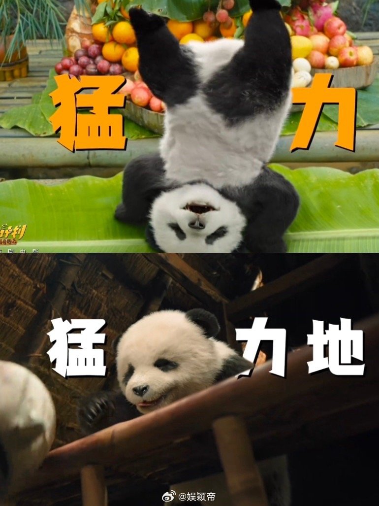 谁来给马丽安个熊猫防沉迷急需给马丽族长安装“熊猫防沉迷系统”！在《熊猫计划》里，