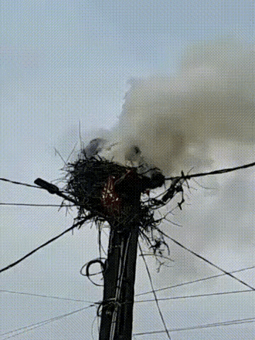 大鸟把家安在高压电线杆上，因为这里危险，人类和其它同物都不敢靠近，结果，悲剧了，