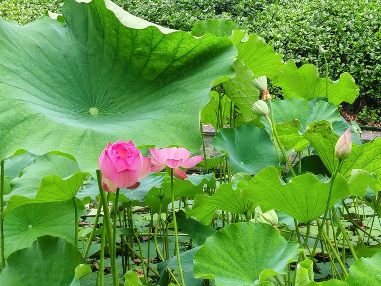 一朝花开露凝香
