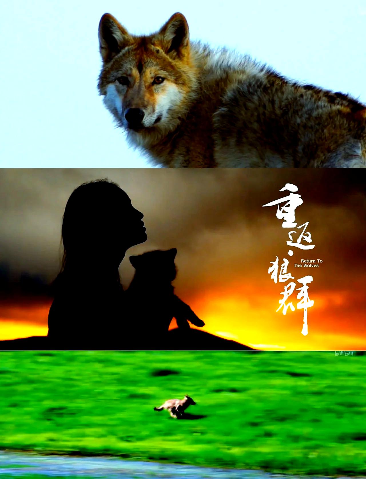 春节必看｜《重返狼群》观影指南
 
🔥春节重映官宣：大年初三（2月19日）院线