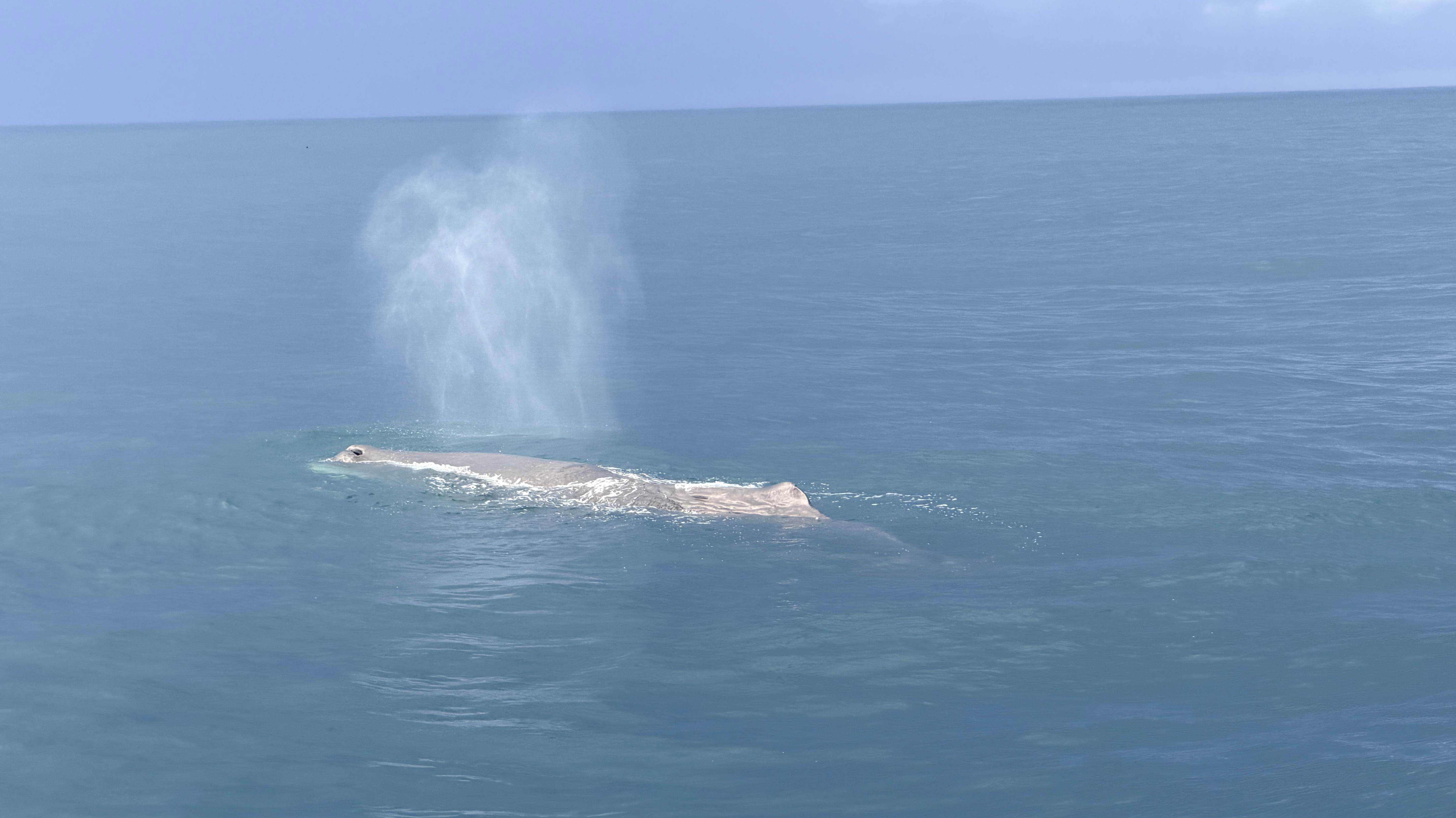 分享一下今日的雨中观鲸，抹香鲸出现的那一刻深深被这个庞然大物震撼到了，回来后直接