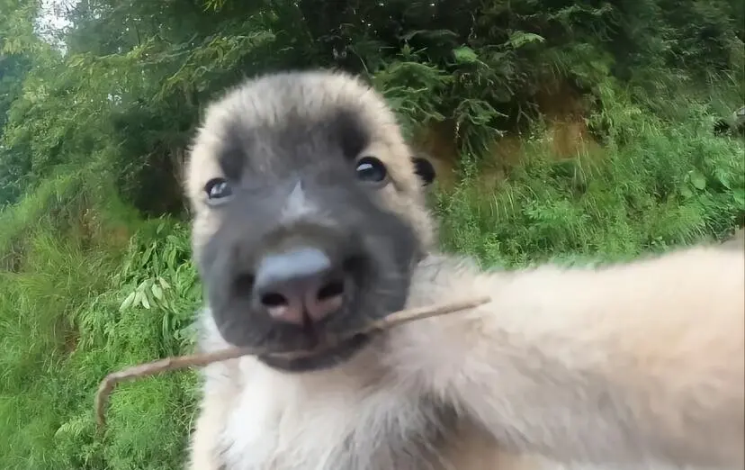 我评论了 的作品： 等我混好了，就回草原