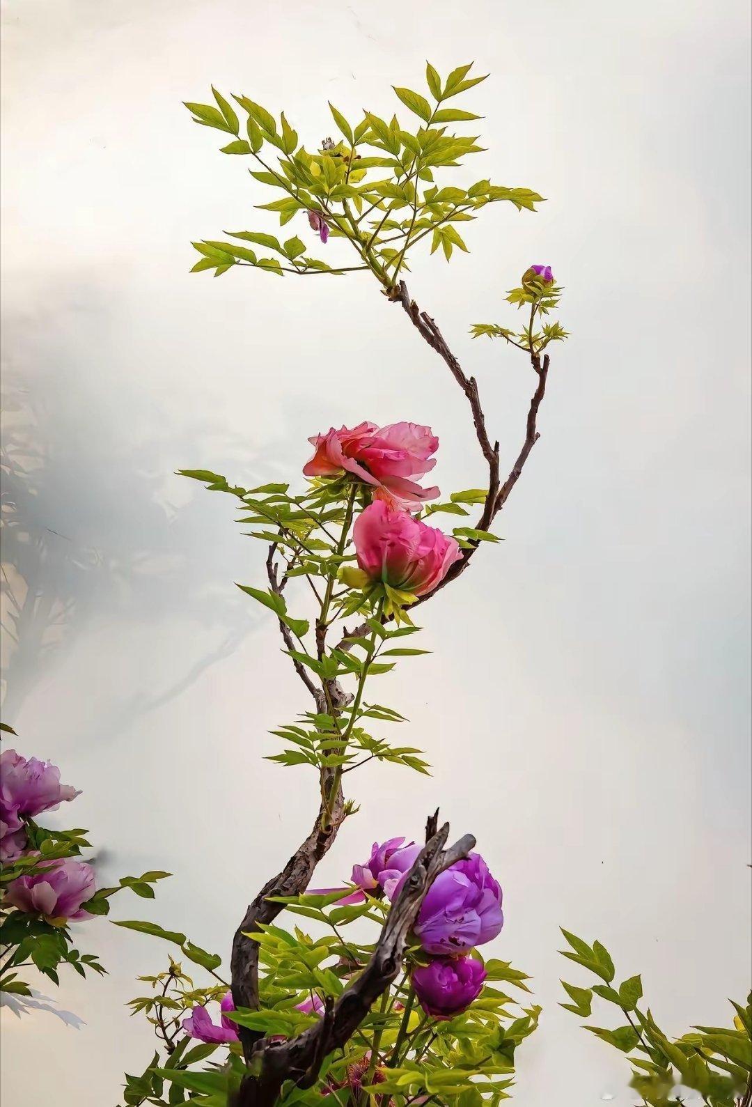 哲思呓语 ：既然是生活，就免不了酸甜苦辣，既然是人生，就免不了人情冷暖。别为了尚