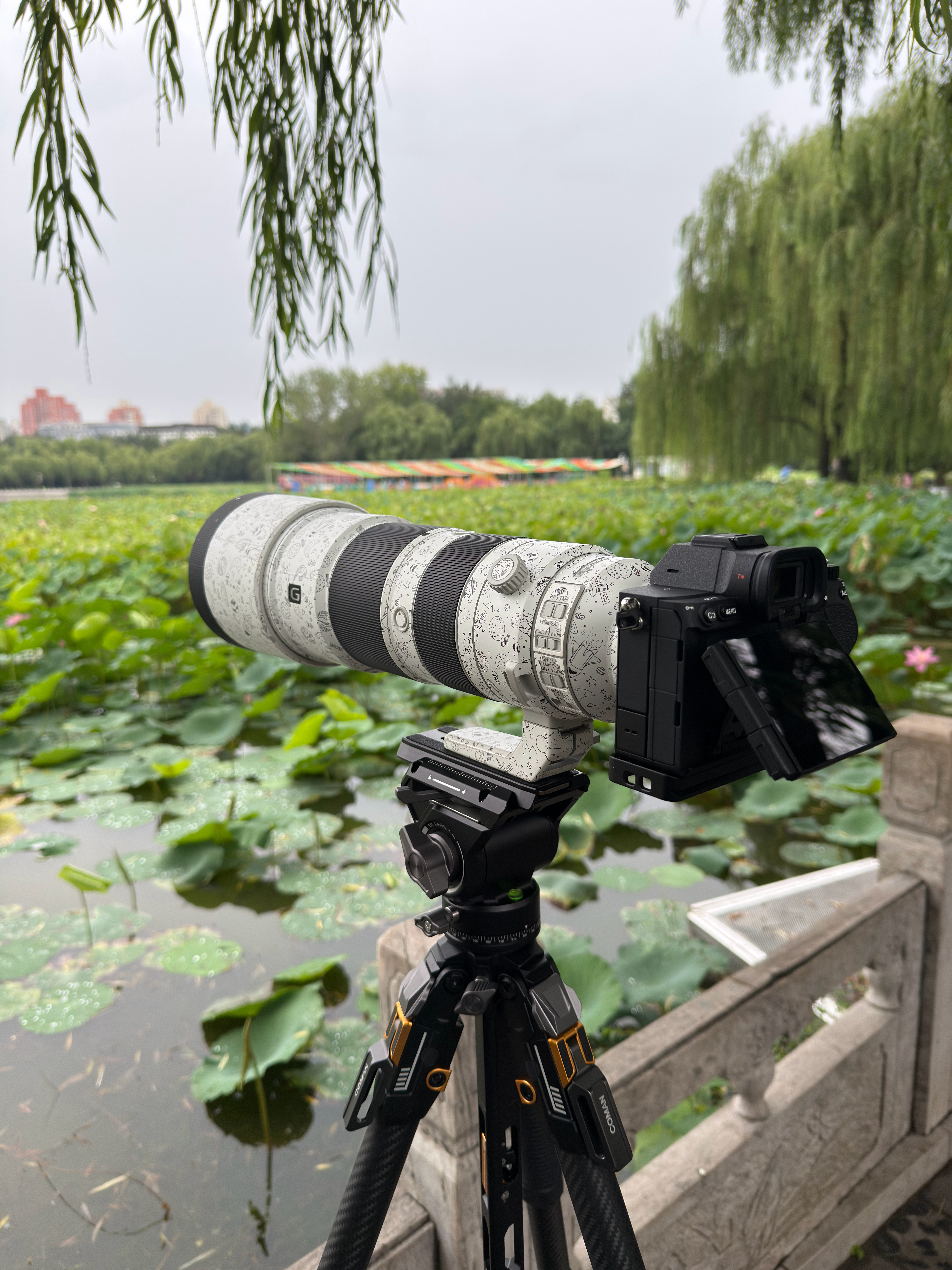 早起想去拍翠鸟📸结果啥都没拍着🤷🏻♂️变晨练了🪷摄影观鸟 北京·莲花池公