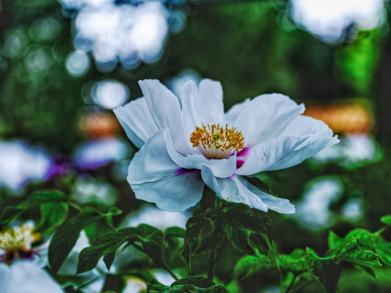 【洛阳牡丹秀】
7、紫斑牡丹：花瓣基部生有大块深紫红色放射状斑纹，花型多单瓣、半