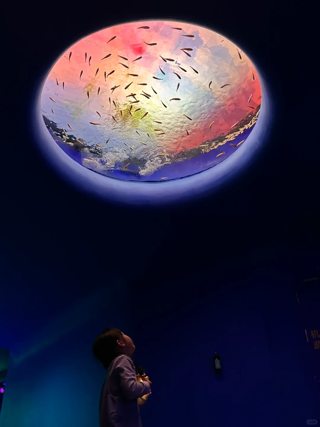在深圳‼️欢乐海岸海洋奇梦馆🐟太美了吧