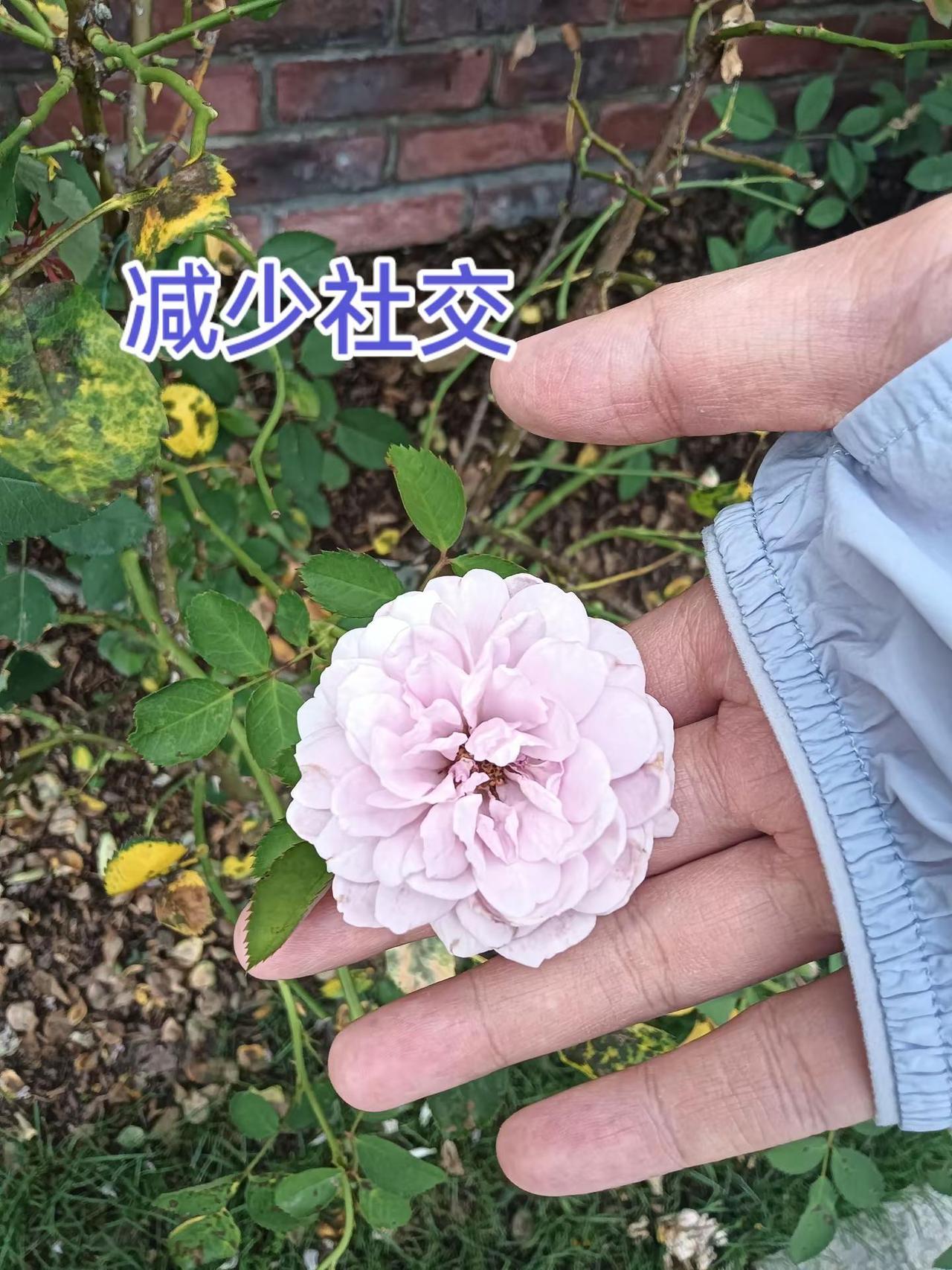 冬天会开窗通风的湖北人。植物园里漂亮的花，它没有在等我，我却是千里之外来见它。