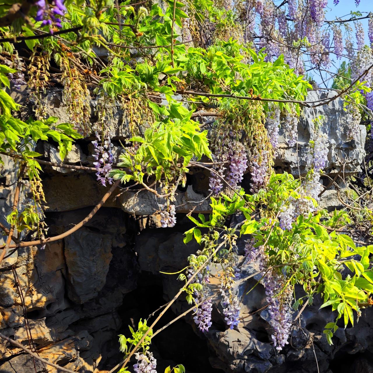 紫藤花开（摄于昌平白各庄新村公园）