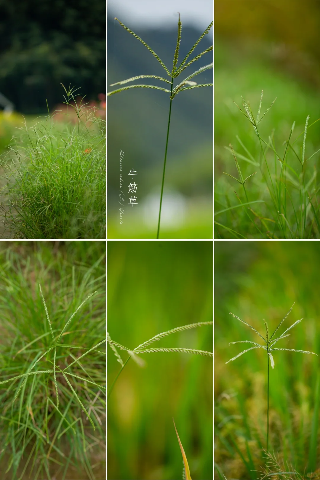 牛筋草|秋天的草