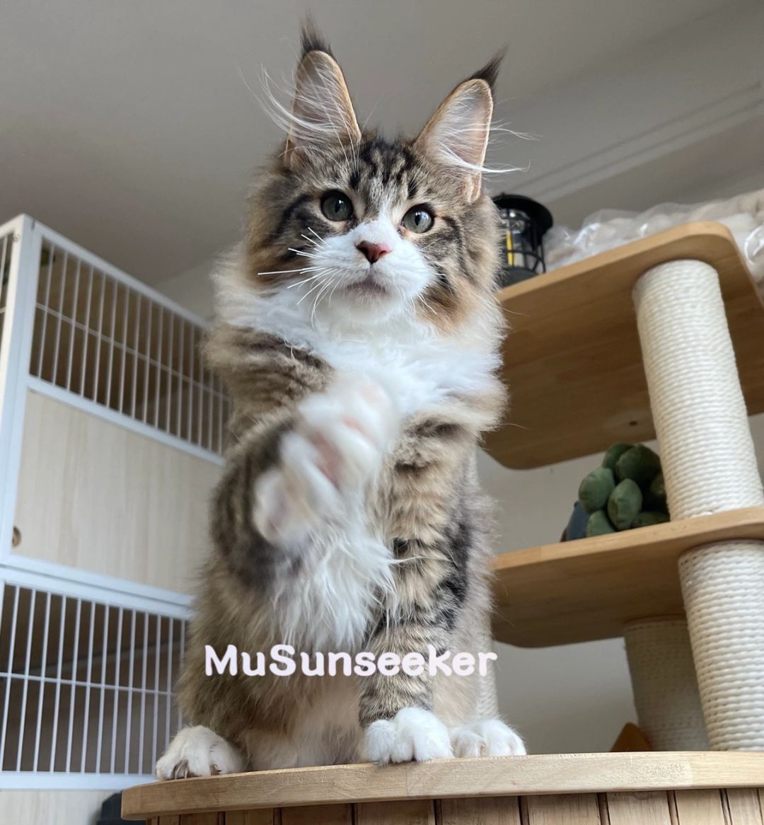 缅因｜星耀弟弟已去江苏新家啦