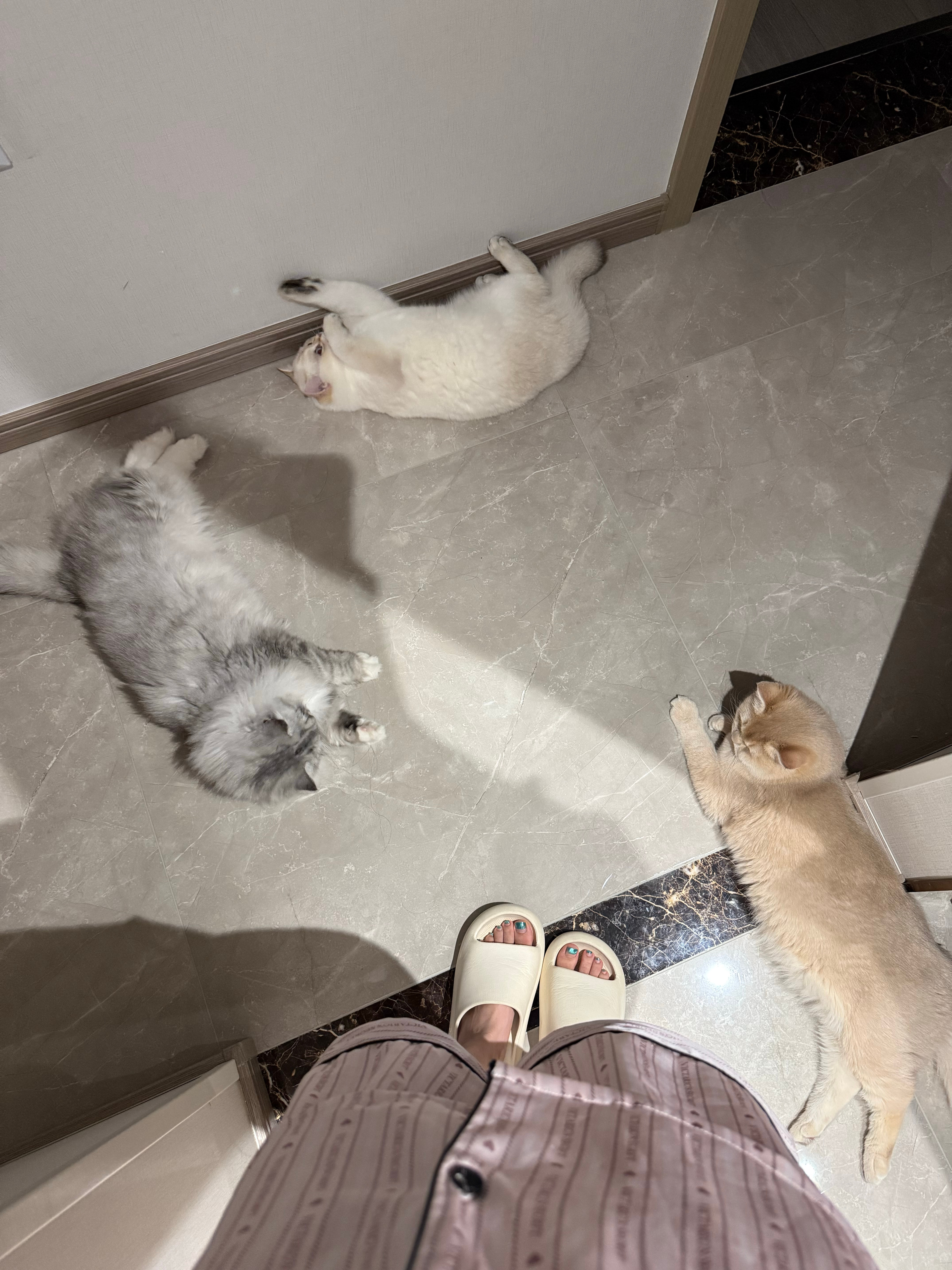 回家休息两天 在家的生活真是美滋滋[奶牛猫] ​​​