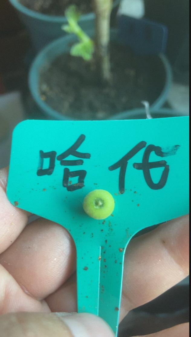 哈代无花果、它耐寒性超棒，能在-18℃的低温环境下存活，在北方部分地区也能露地种