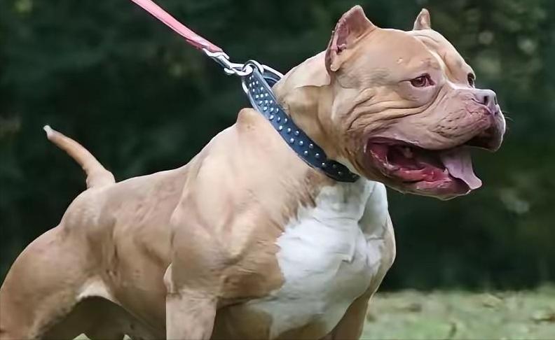 重庆发生烈性犬撕咬路人致死的案子，看完判决结果心里堵得难受，主人明知比特属于全城