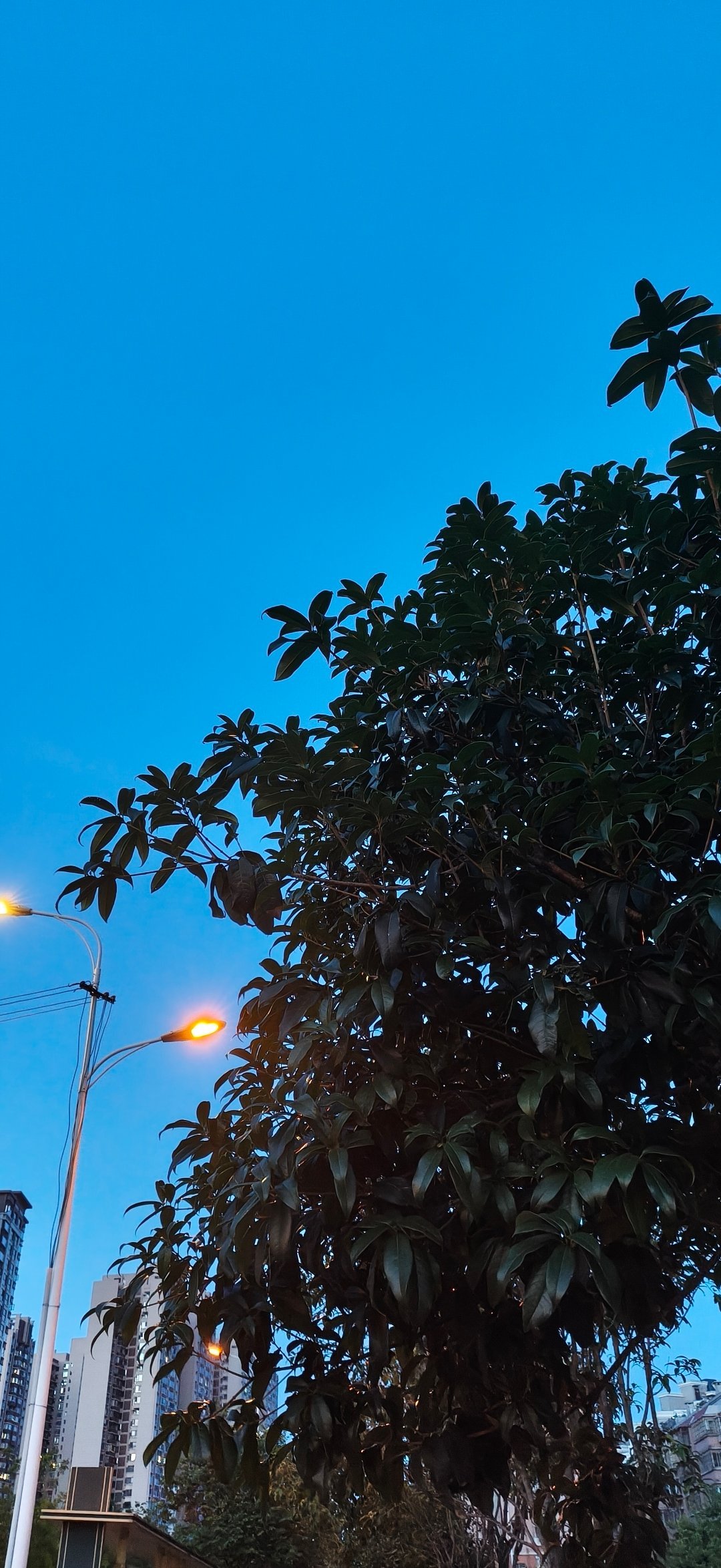 今天下雨。天气凉爽适合嗦粉。吃螺蛳粉菜多粉少的那种 