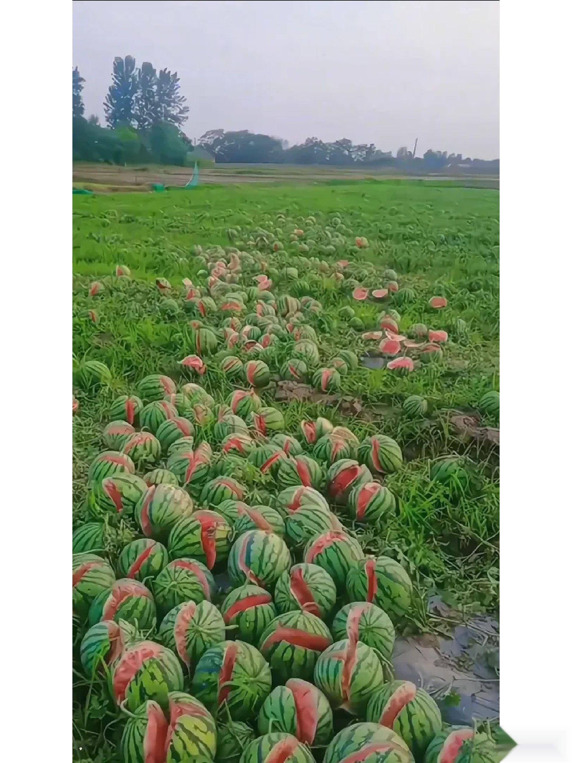 这是西瓜新品种吗？？？ ​​​