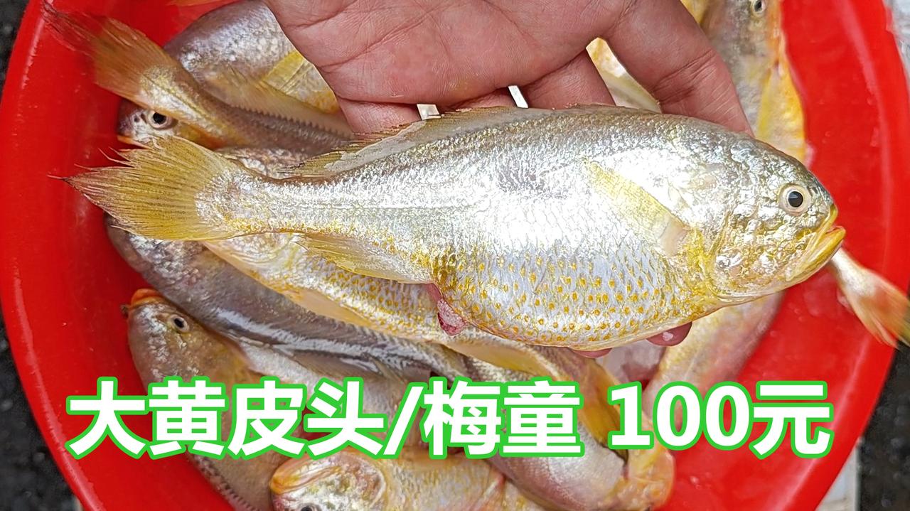 广州莲花山码头，4月上旬，黄皮头（梅童鱼）很多，一两多规格的100元一斤，很好的