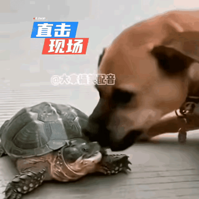意外总是在不经意间就发生了。

一只乌龟把脑袋缩进肚子里打盹。狗狗觉得这个小小的