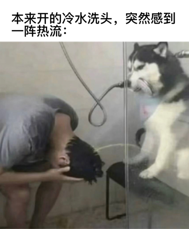 狗好，冷水洗头对身体不好#今日memes# //#我的春日狂欢日记# ​​​