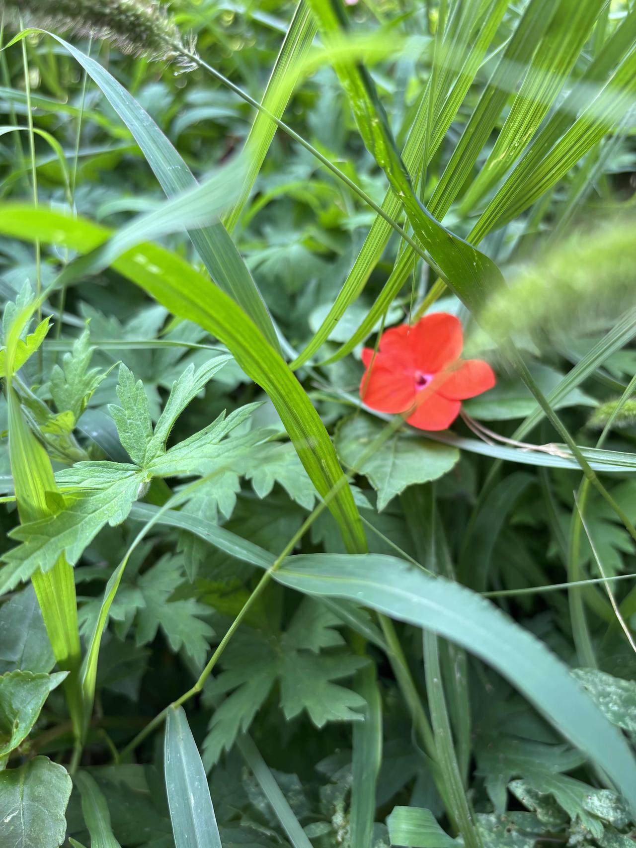今天晨练路上，阳光和微风都恰到好处。突然，一抹鲜艳红映入眼帘，原来是街边草丛里一