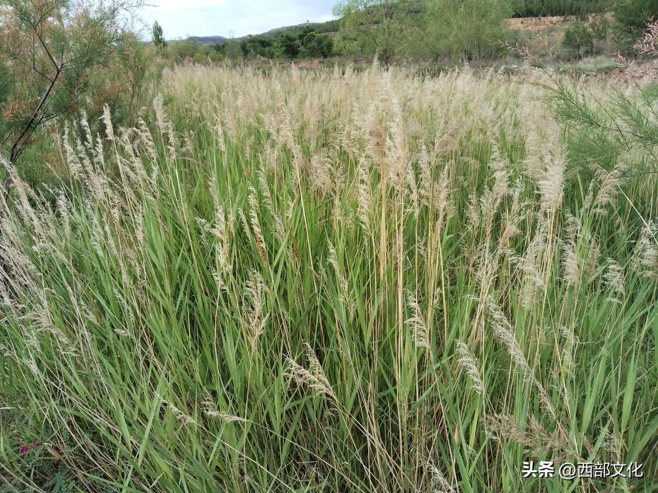 渭河北岸的美景

夏季，渭河北岸很少有人去，人们多在南岸活动。大雨之后，我想有黄