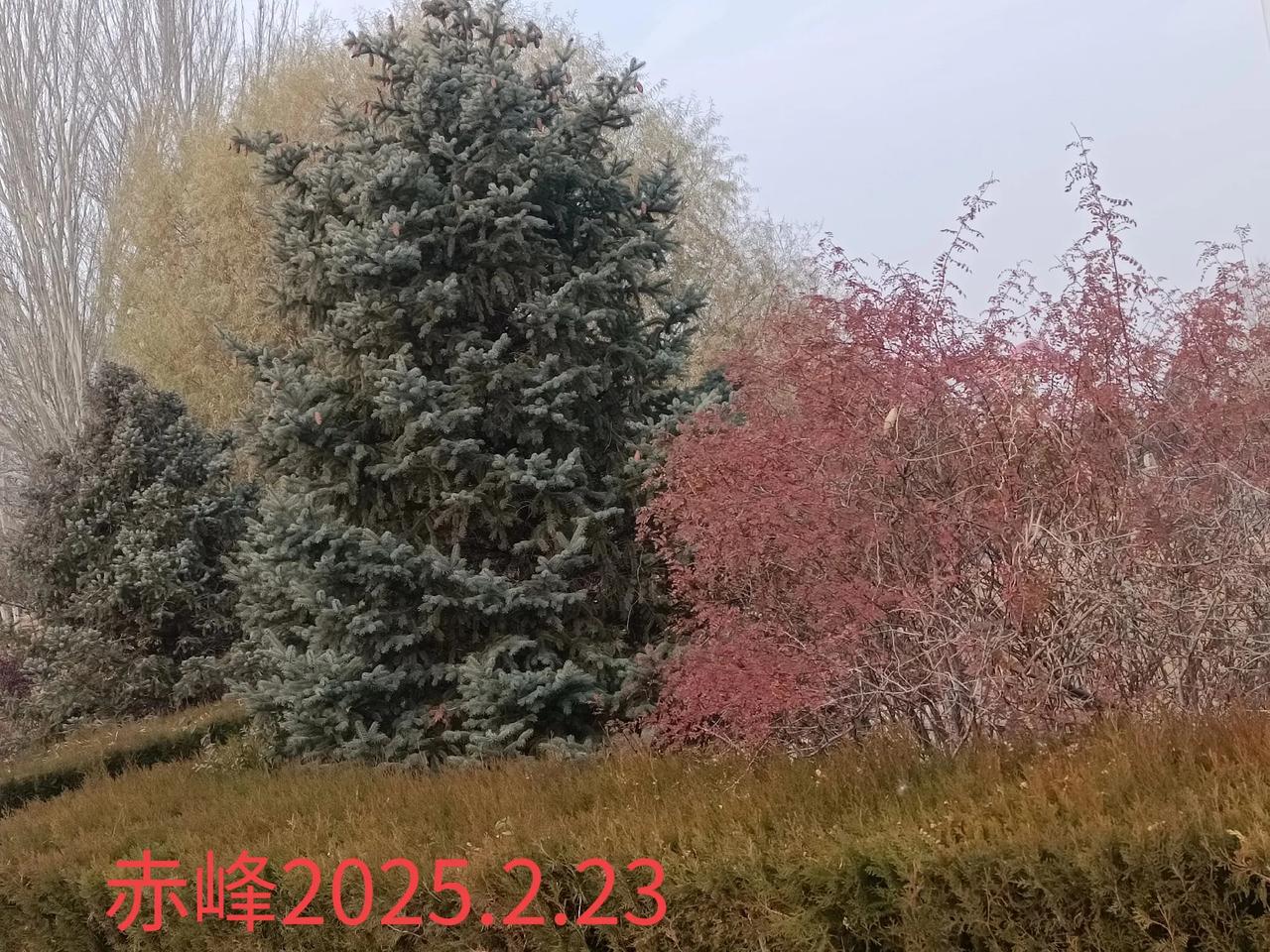 看看你拍摄的树木照片路边随拍，冬日的公园树木照片。