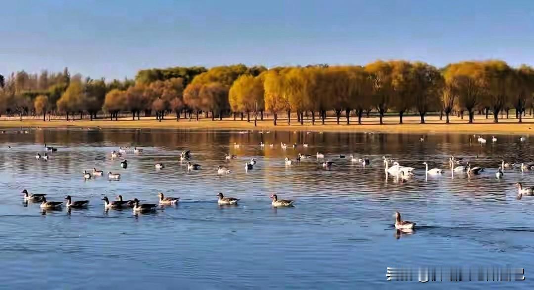 陕西榆林太会了！7000只候鸟组团打卡，湿地变迁徙“欢乐场”
 
家人们快看！榆