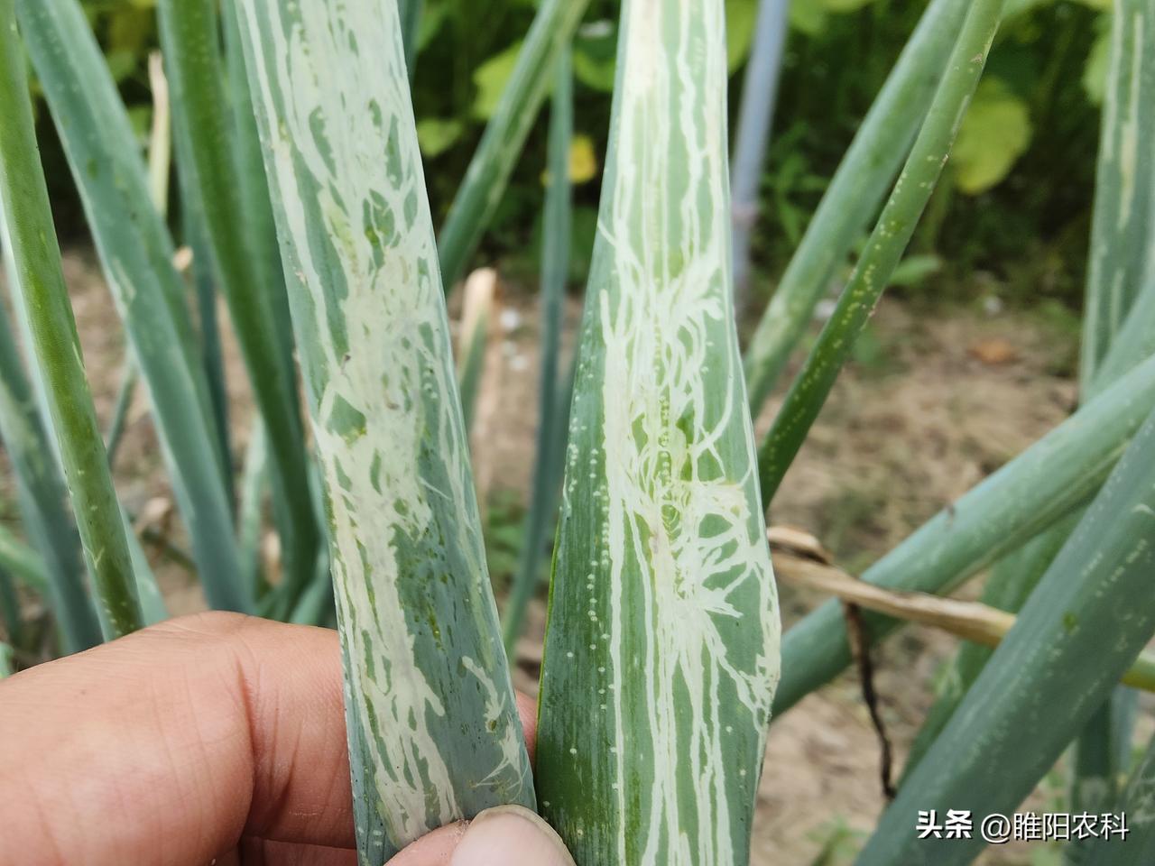 大葱斑潜蝇是大葱上危害最严重的害虫，打了许多药也不见效，其实防治方法非常简单。