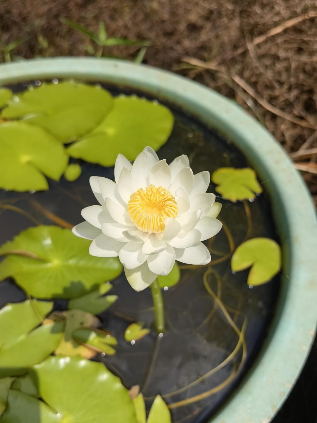 澳洲睡莲 白鹭