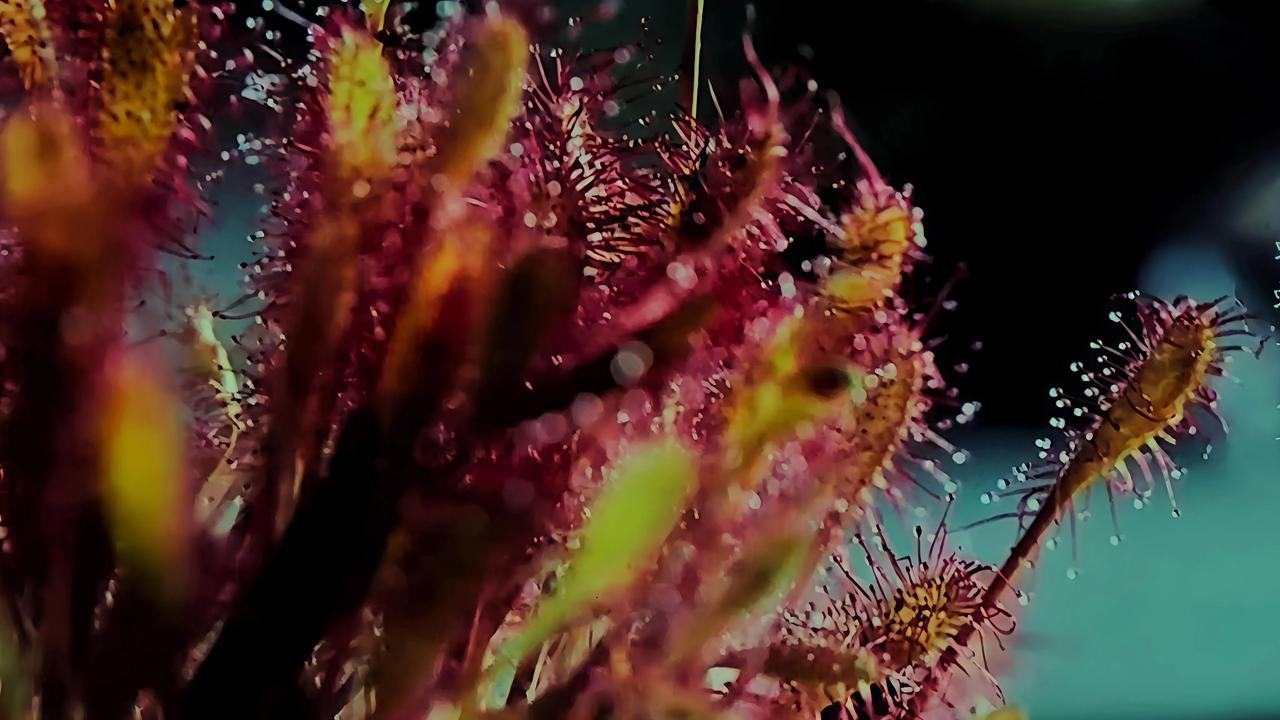 这世上有一种神秘的植物叫茅膏菜，它们利用腺毛做成陷阱，每条腺毛末端都有像蜜一样晶