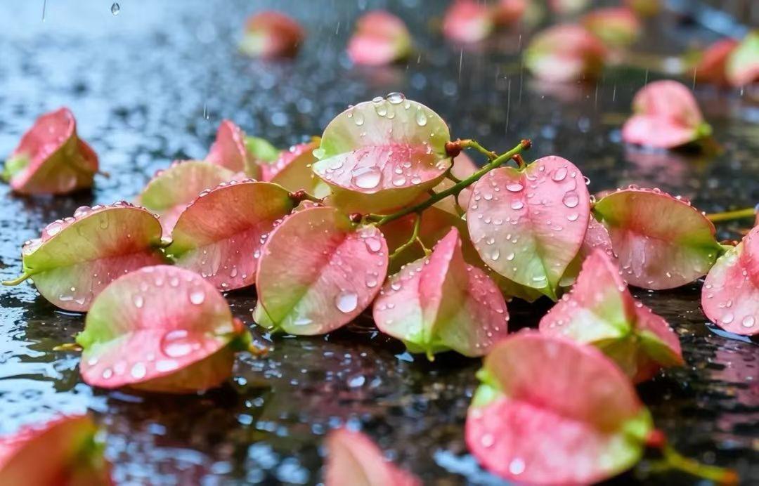 昨日，下起了一场绵绵秋雨，凉丝丝的，又无有寒意，空气清新，雨雾蒙蒙，疲劳的人们走
