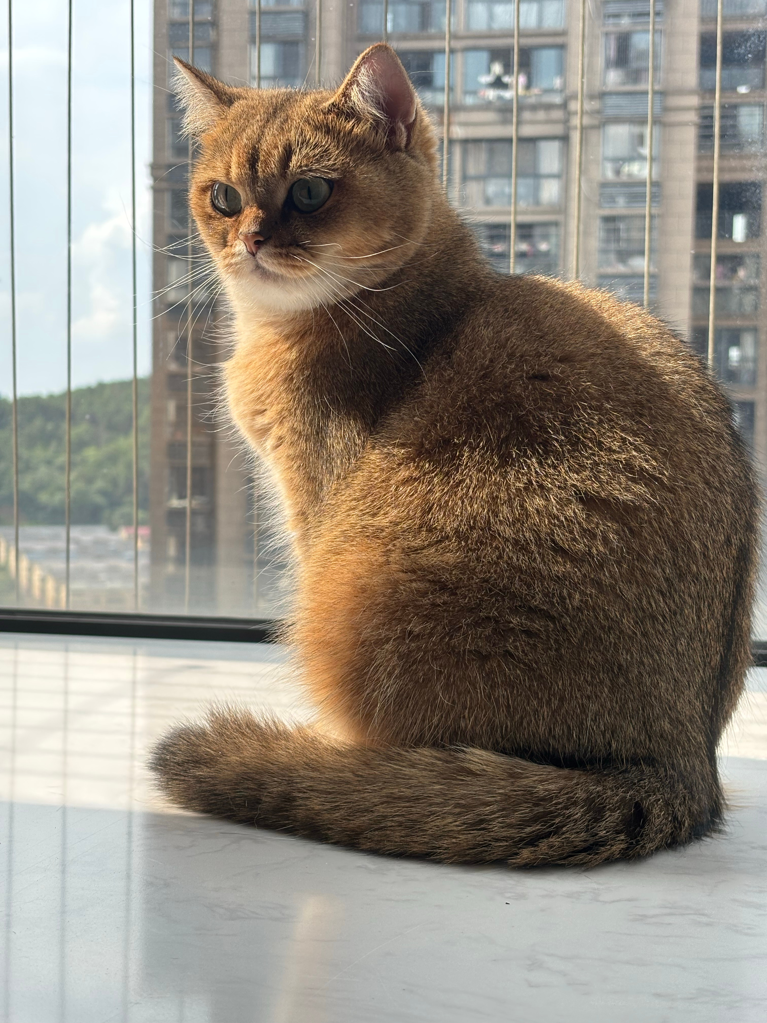 沐浴在阳光下的喵猫咪