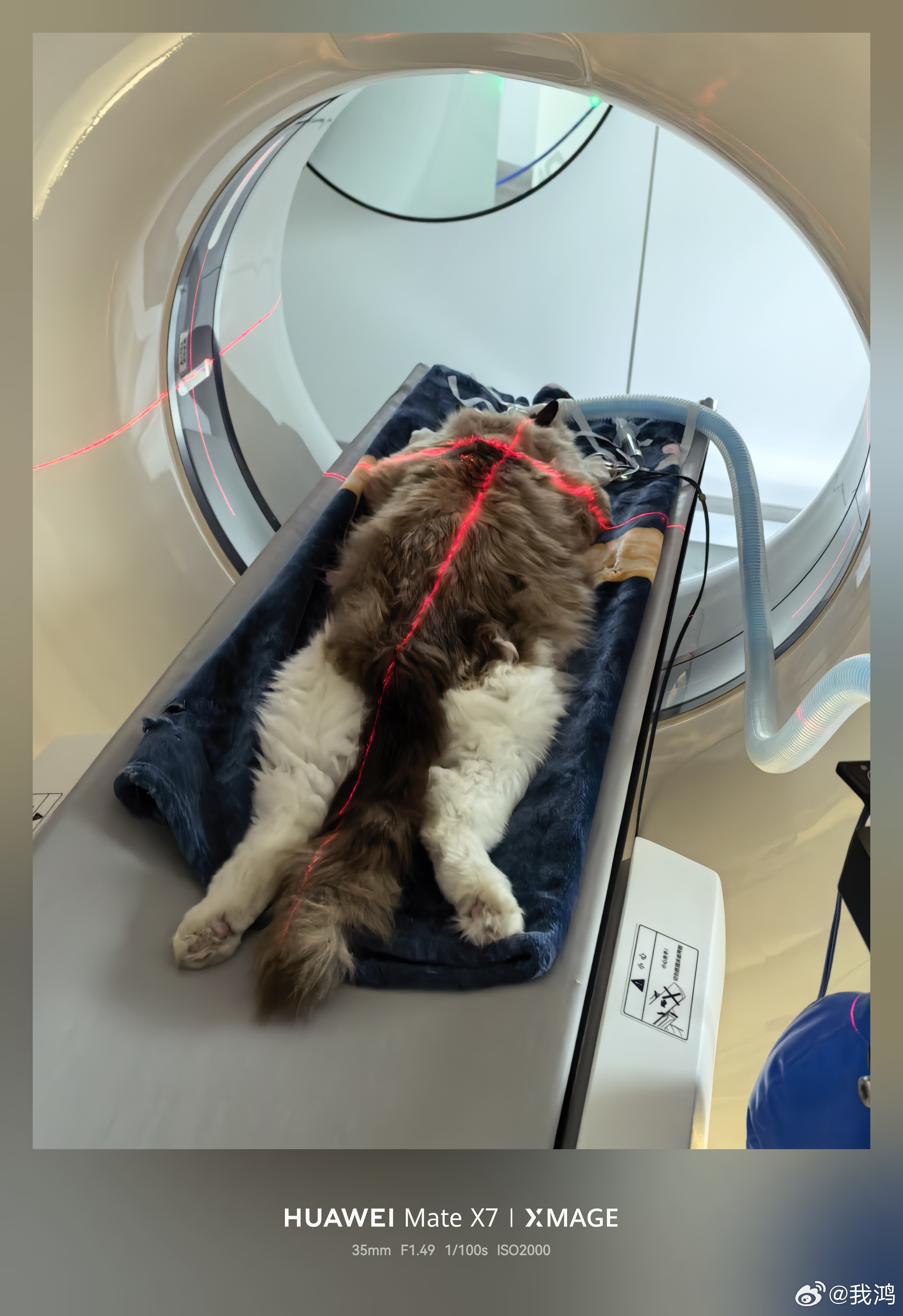 感觉我家筼筜太不容易了，前段时间刚做完一个手术切除了肿块。现在脖子下又来一个肿块