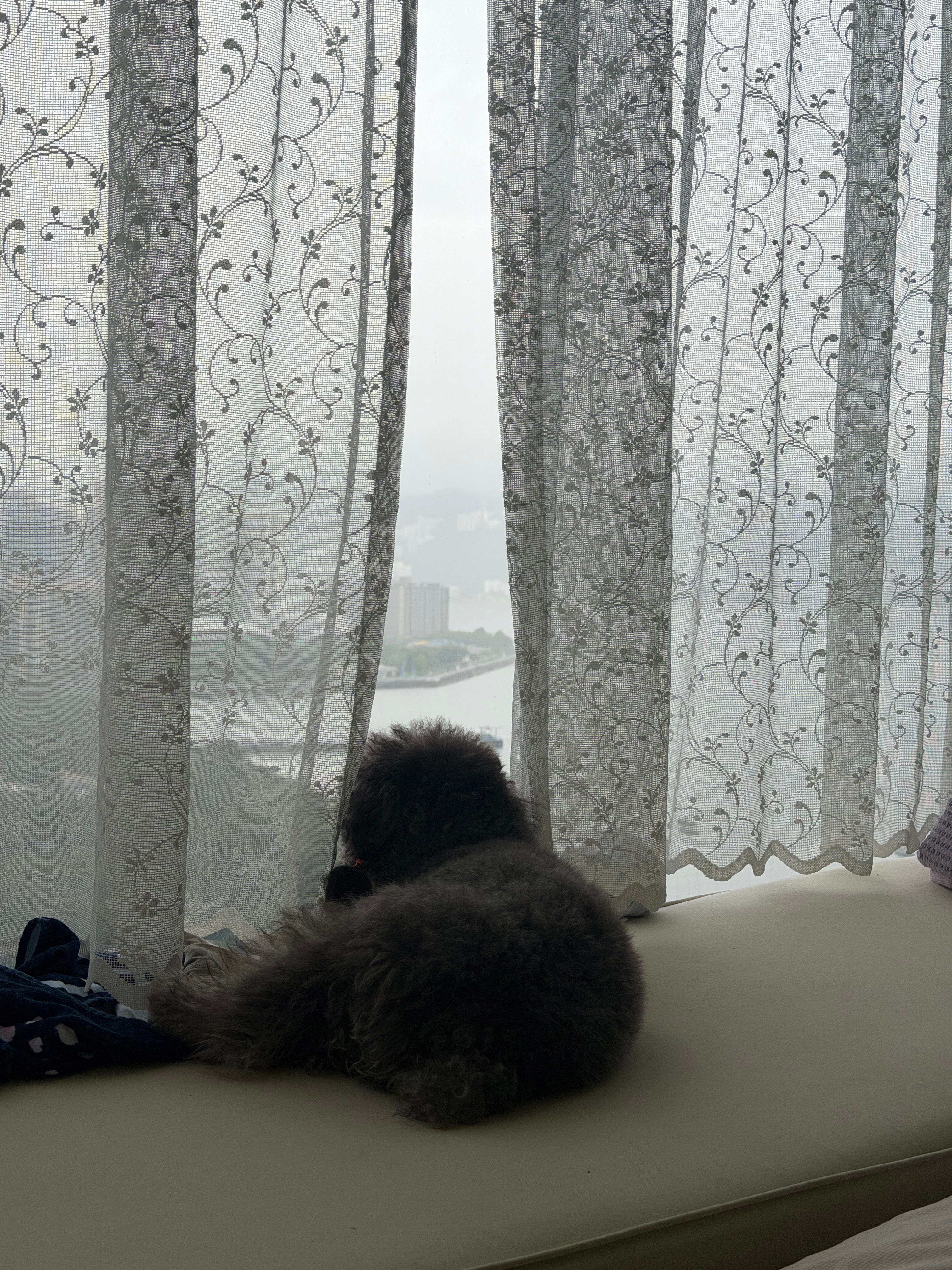 雨天看风景的薇。 ​​​