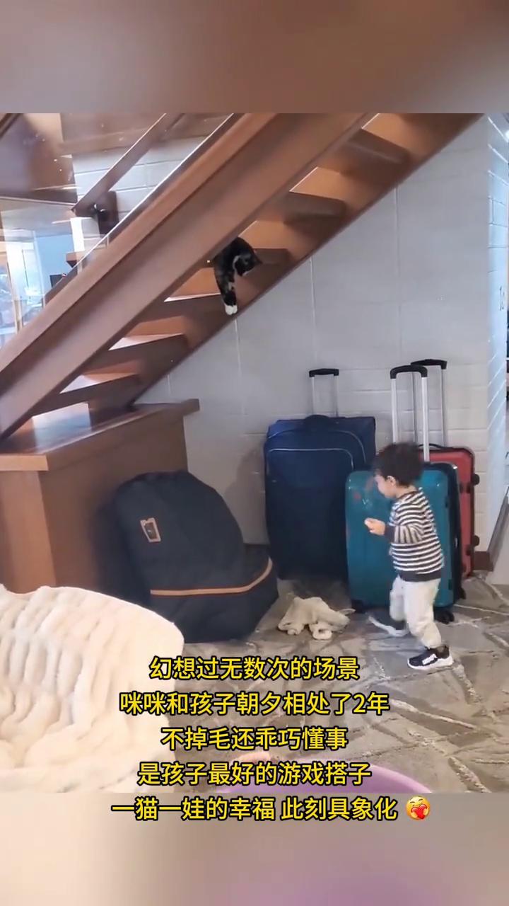 幻想过无数次的场景，咪咪和孩子朝夕相处了2年，不掉毛还乖巧懂事，是孩子最好的游戏