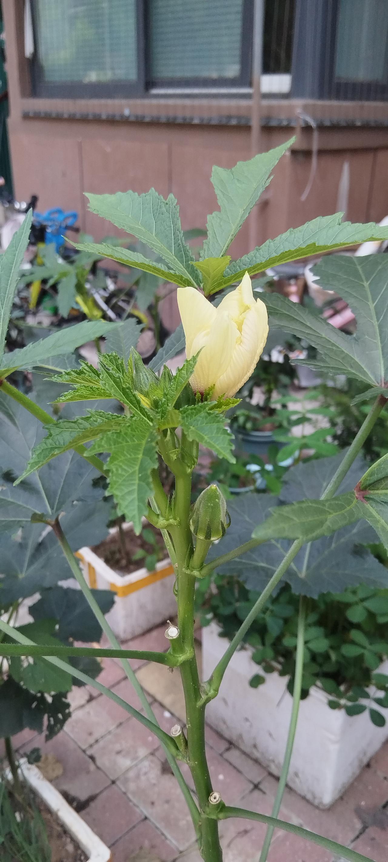 秋葵的花和叶，见识一下吧。