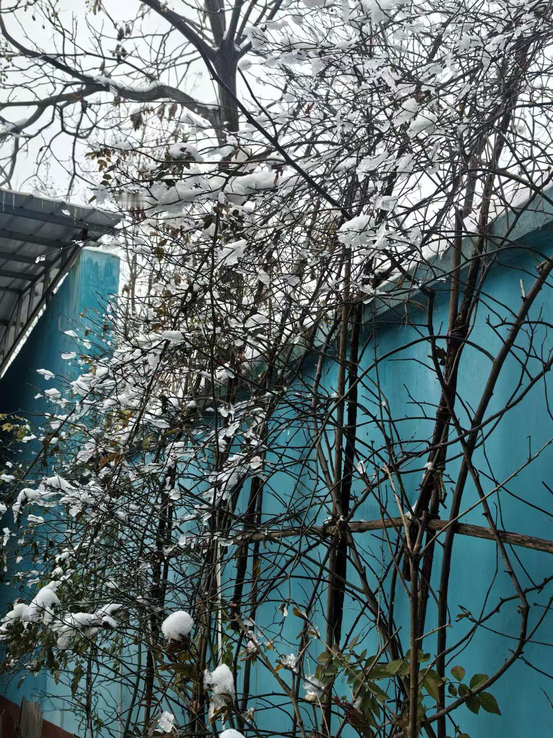 已然小寒，春已不远

这个城是多半不下雪的，或者雪来是来了，来也匆匆，去也匆匆，