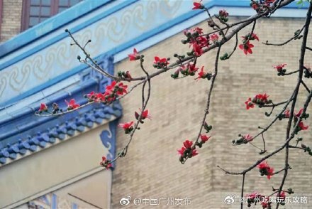 【广州这株“木棉王”，竟已350岁了！】位于中山纪念堂北门这株 “木棉王”，树高