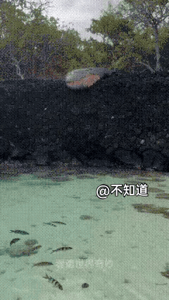 总感觉
有一只鱼
是吓死的