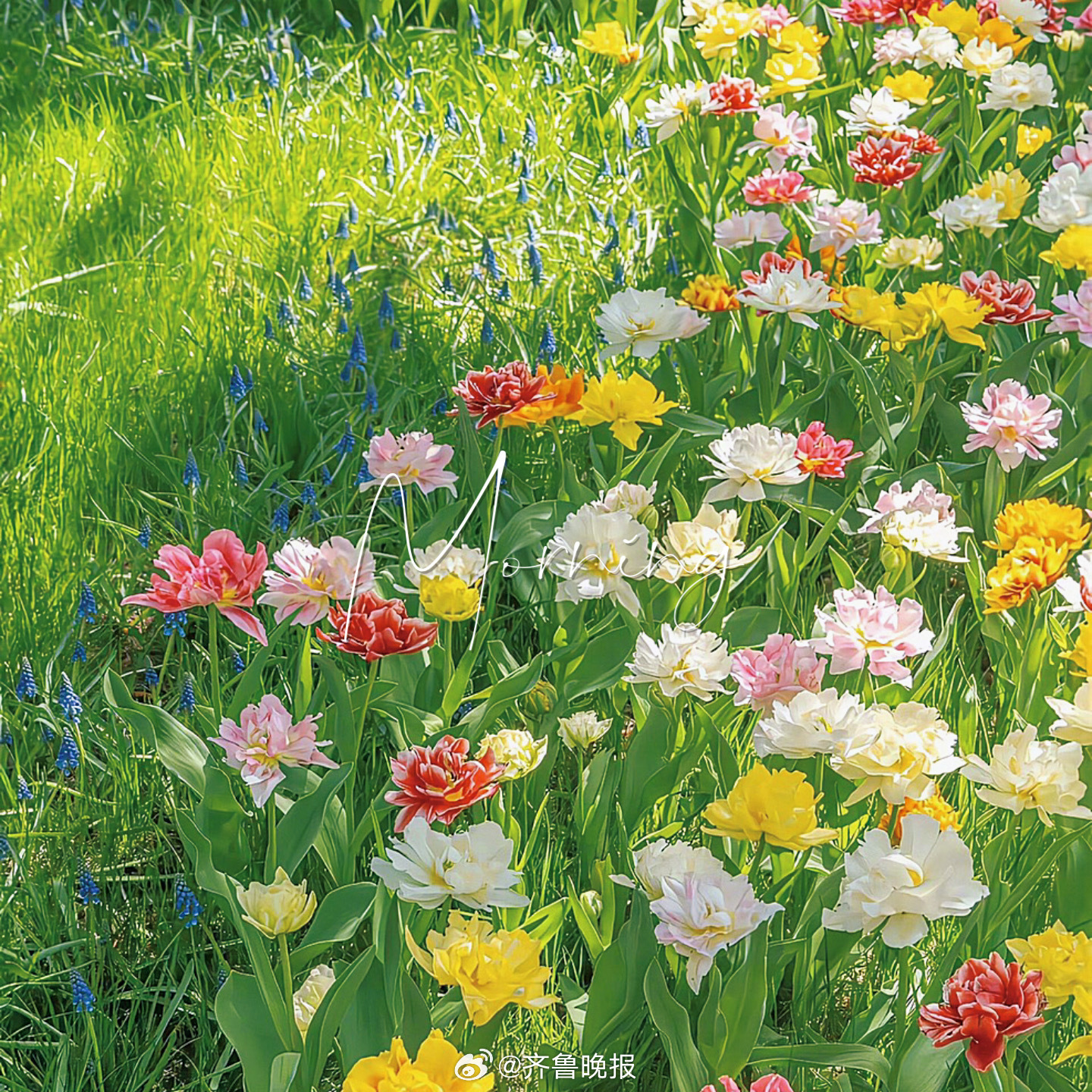 不赶四季只等自己的花期#早安#