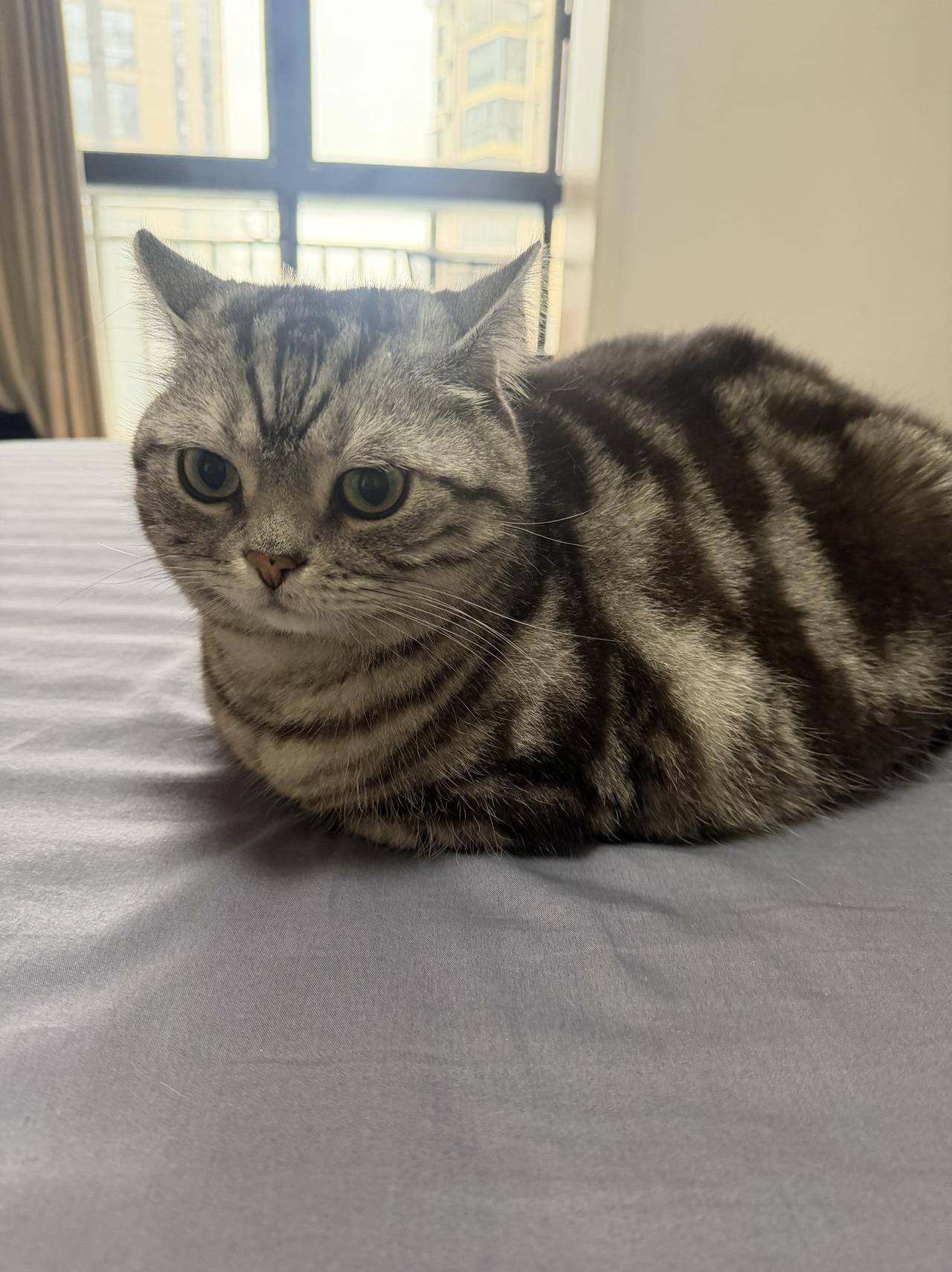 晒晒你家猫的可爱瞬间我毛球毛豆太可爱了，