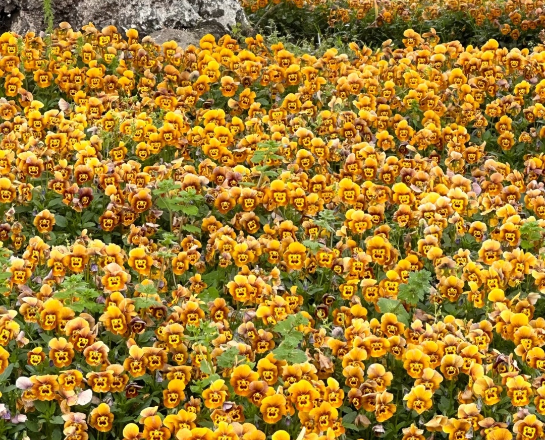 哈哈哈这是什么花呀，看起来好吵