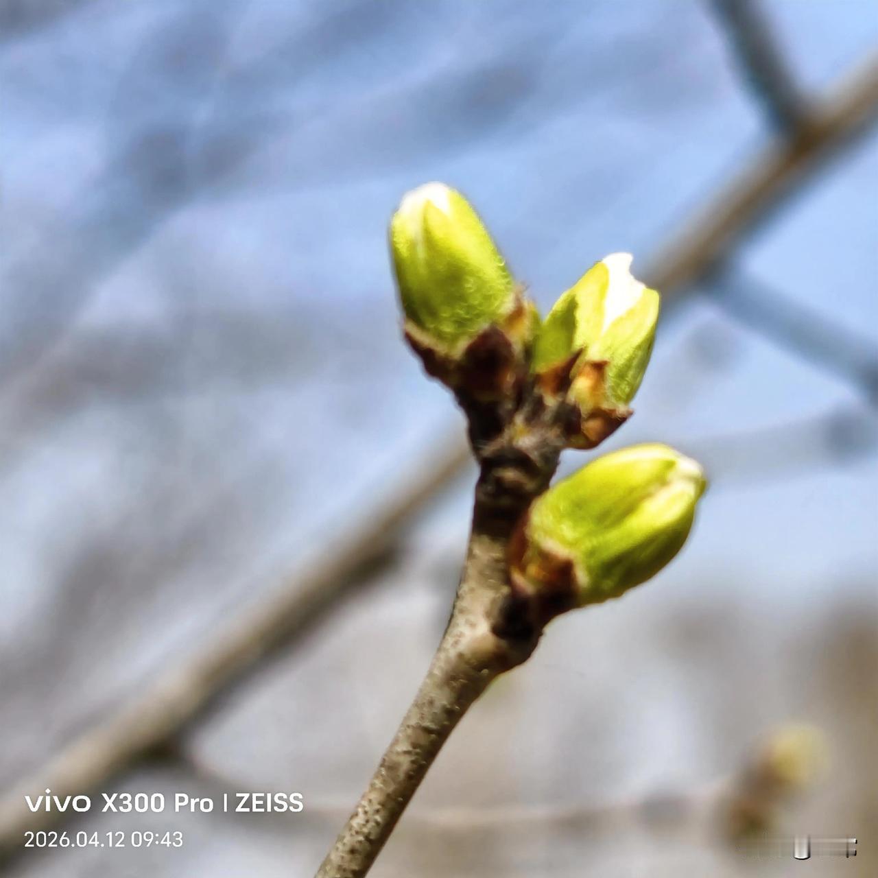 含苞未放时，最美是期待。
随手拍花草树木风景 手机拍树枝