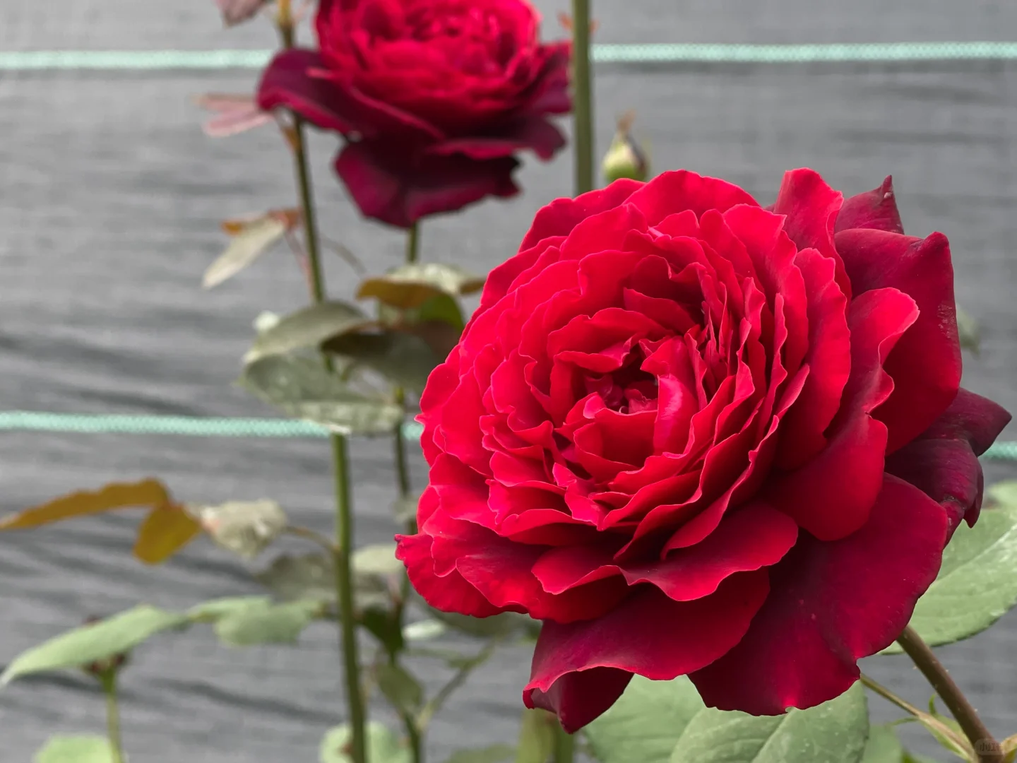 玫昂金禧爸爸/伊芙雪之香水/颂夏