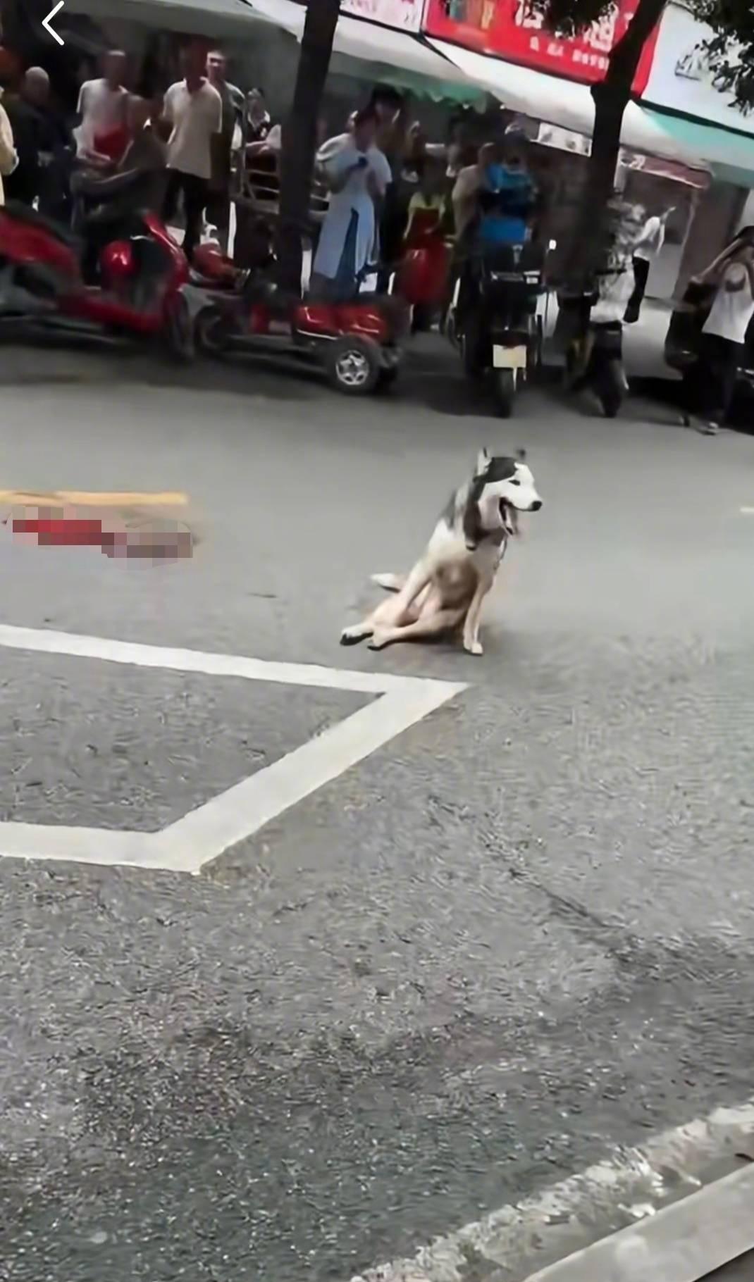 【街道办回应老板当街打狗真相：系未拴绳流浪狗】流浪狗咬家禽还伤人被打正救治10月