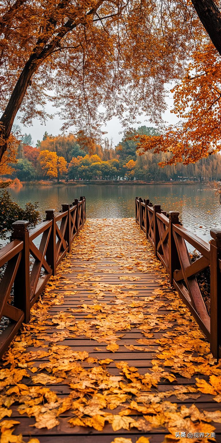 秋日限定美景！湖边步道铺满金黄落叶，阳光一照，像踩在碎金上，湖水也泛着温柔光，太