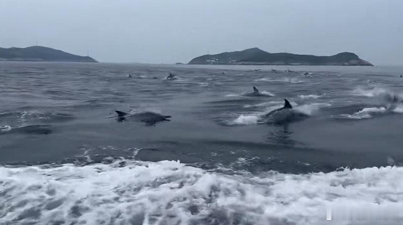 【震撼！舟山东极海域上演“群豚逐浪”】近日，舟山东极西福山岛附近海域碧波荡漾，海