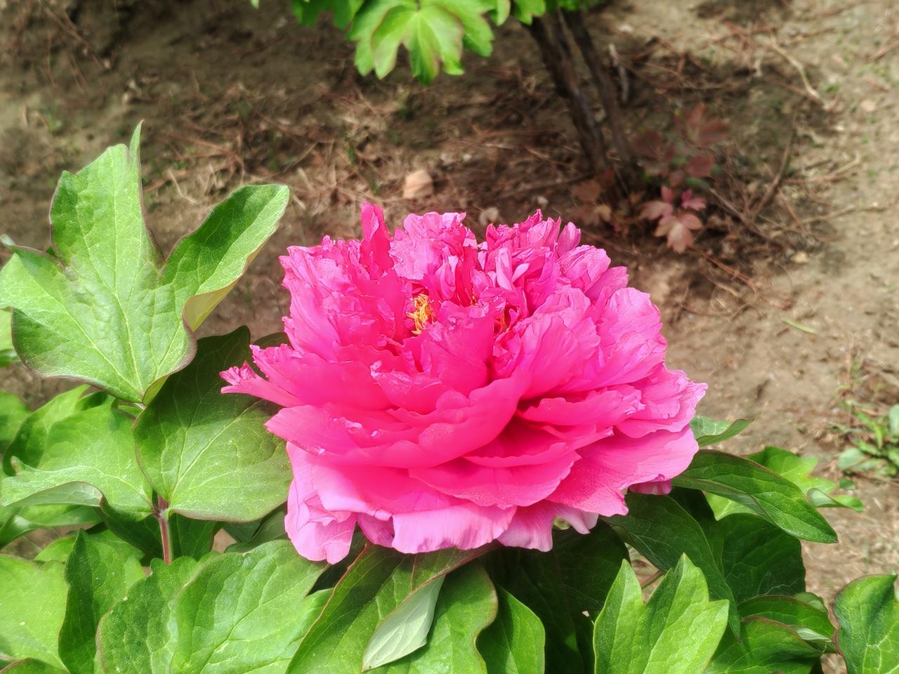 游牡丹园（新韵）
樱花雨落春深日，
柳絮纷飞赏牡丹。
怒放轻扬芳意雅，
浓妆淡抹