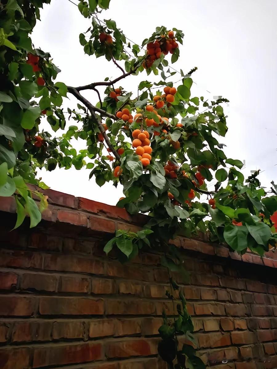 《红杏》
红杏出墙很正常，
因为树高超过墙。
隔壁老王没关系，
自然生长连不上。