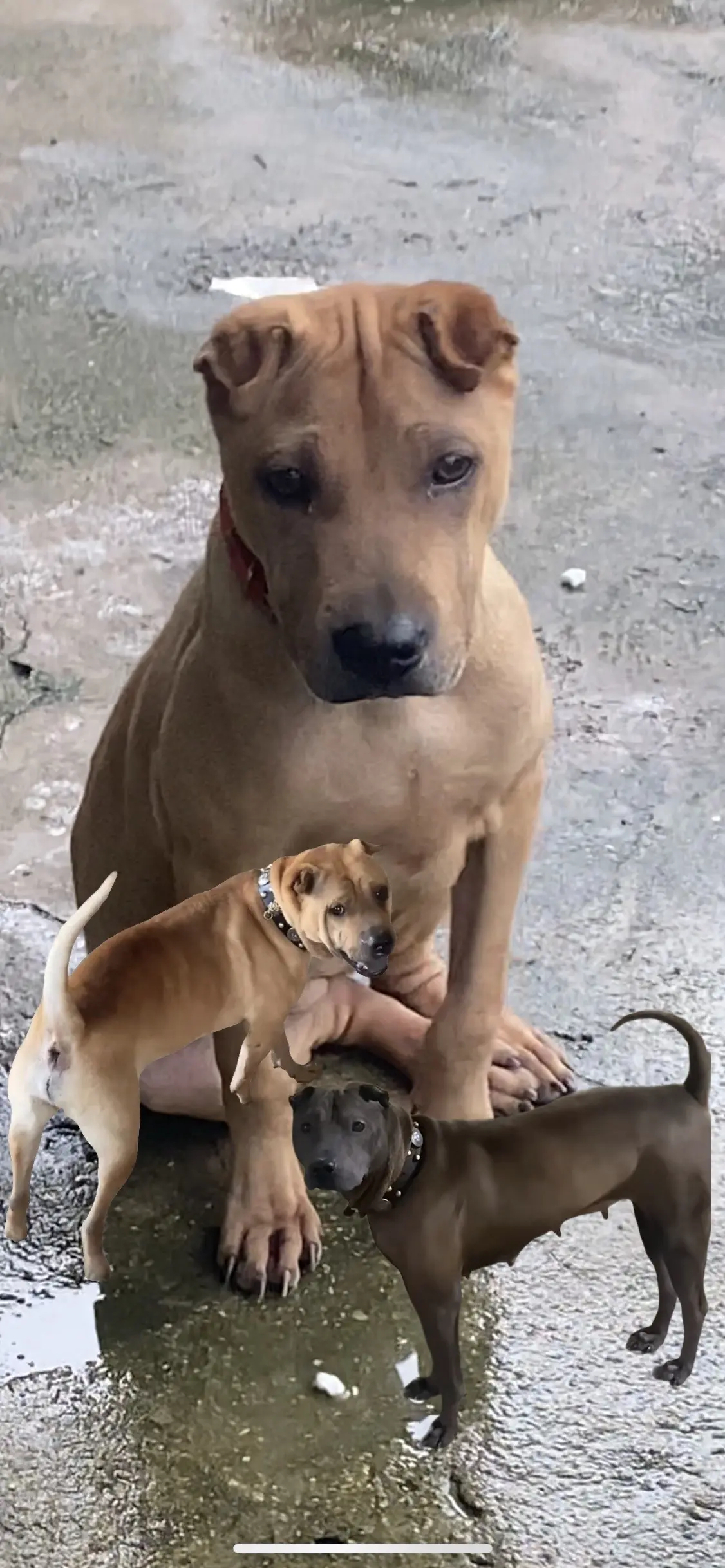 毛色遗传父亲、品相遗传母亲